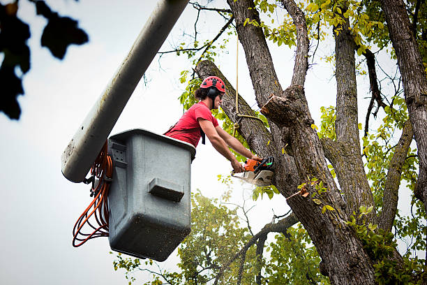 Best Tree Cutting Near Me  in Maan, ND